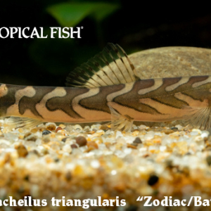 Mesonemacheilus triangularis - Zodiac/Batik Loach