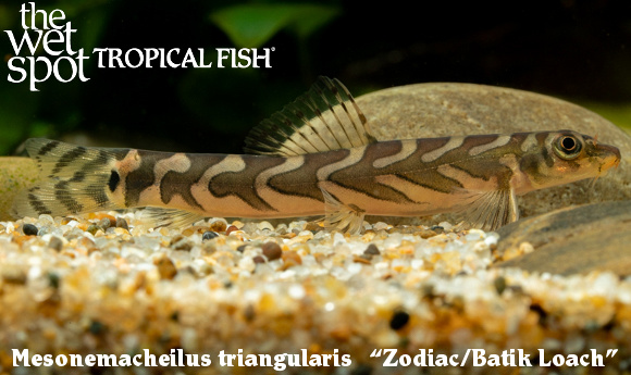Mesonemacheilus triangularis - Zodiac/Batik Loach
