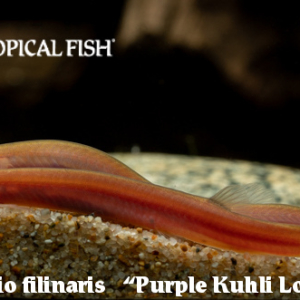 Panglo filinaris - Purple Kuhli Loach