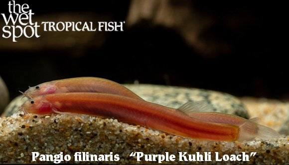 Panglo filinaris - Purple Kuhli Loach