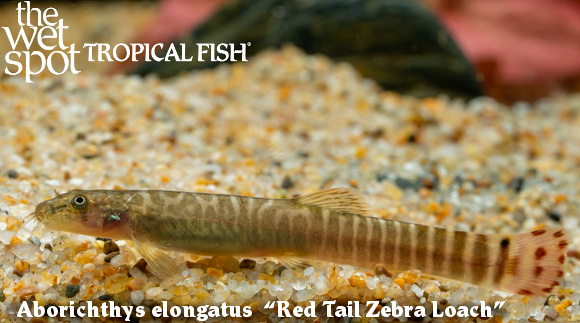 Aborichthys elongatus - Red Tail Zebra Loach