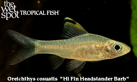 Oreichthys cosuatis - Hi Fin Headstander Barb