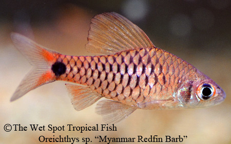 Oreichthys sp. - Myanmar Redfin Barb