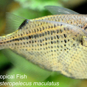Gasteropelecus maculatus