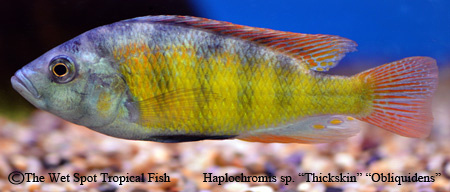 Haplochromis sp. - Thickskin Obliquidens