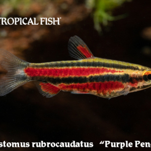 Nannostomus rubroccaufatus - Purple Pencilfish
