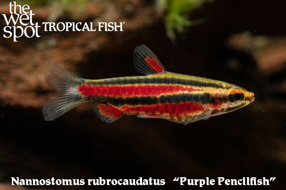 Nannostomus rubroccaufatus - Purple Pencilfish