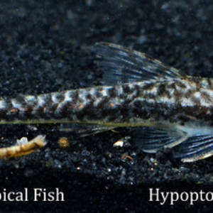 Hypoptopoma sp. - Rio Tigre Fish