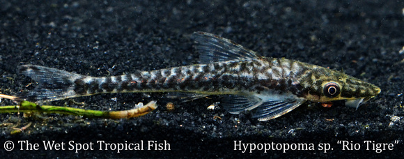 Hypoptopoma sp. - Rio Tigre Fish