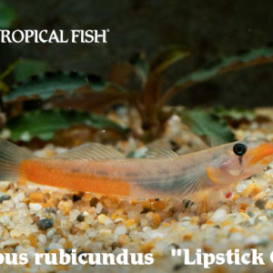 Sicyopus rubicundus - Lipstick Goby