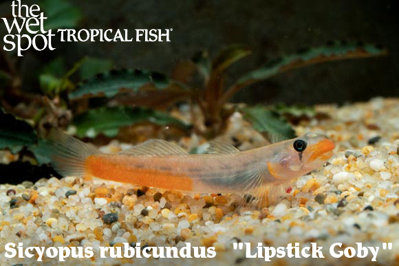 Sicyopus rubicundus - Lipstick Goby