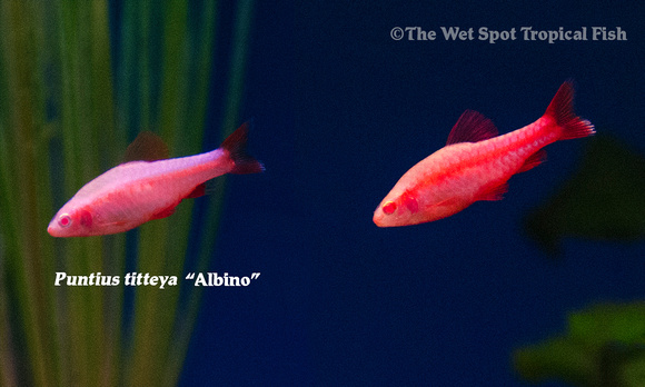 Puntius titteya - Albino Fish