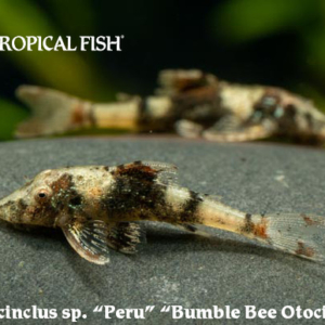 Parotocinclus sp. - Peru - Bumble Bee Otocinclus
