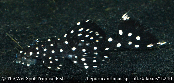 Leporacanthicus sp. - aff. Galaxias