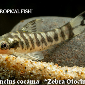 Otocinclus cocama - Zebra Otocinclus