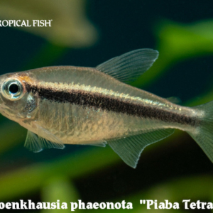 Moenkhausia phaenota - Piaba Tetra