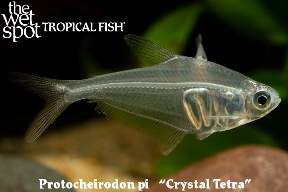Protocheirodon pi - Crystal Tetra