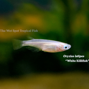 Oryzias latipes - White Killifish