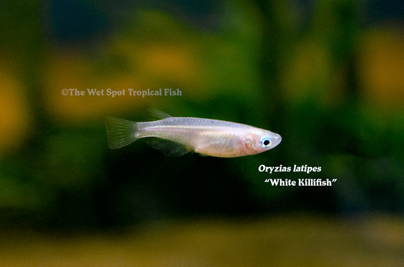 Oryzias latipes - White Killifish