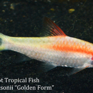 Sahyadria denisonii - Golden Form Fish