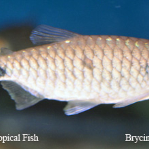Brycinus macrolepidotus