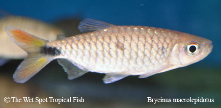 Brycinus macrolepidotus