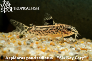 CORYDORAS & ALLIES Archives | Page 2 of 7 | The Wet Spot Tropical 