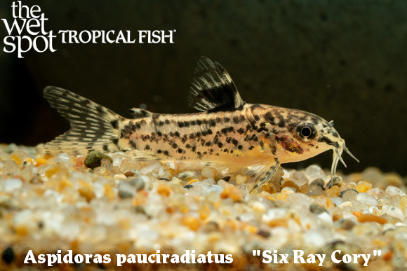 Aspidoras pauciradiatus - Six Ray Cory