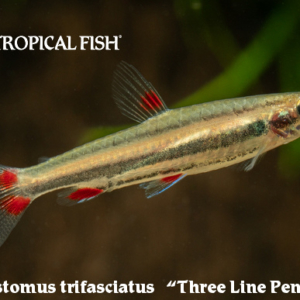 Nannostomus trifasciatus - Three Line Pencilfish