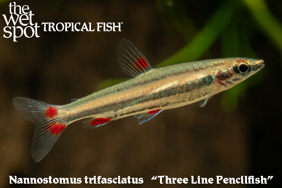 Nannostomus trifasciatus - Three Line Pencilfish