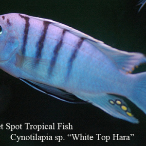 Cynotilapia sp. - White Top Hara