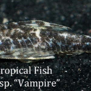 Nannoptopoma sp. - Vampire