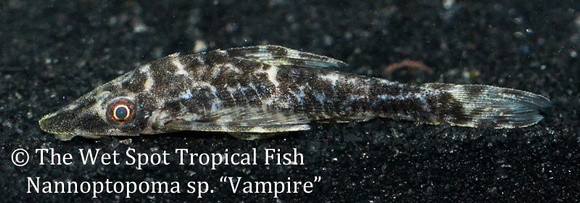 Nannoptopoma sp. - Vampire