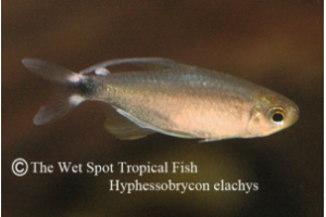 Hyphessobrycon psittacus
