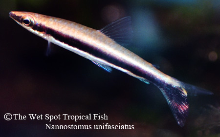 Nannostomus unifasciatus