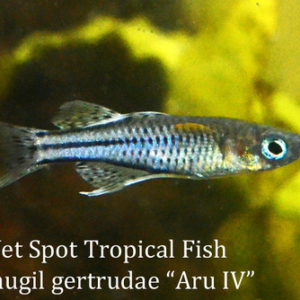 Pseudomugil gertrudae - Aru IV Fish