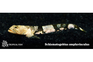 Schismatogobius ampluvinculus