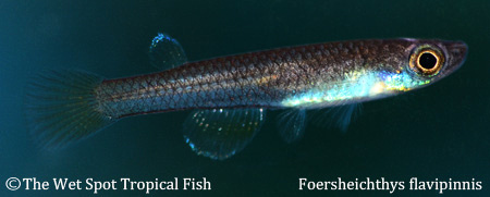 Foersheichthys flavipinnis