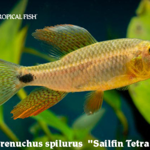 Crenuchus spilurus - Sailfin Tetra