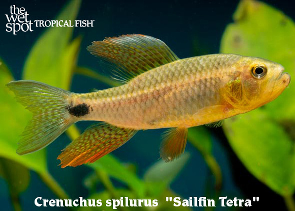 Crenuchus spilurus - Sailfin Tetra