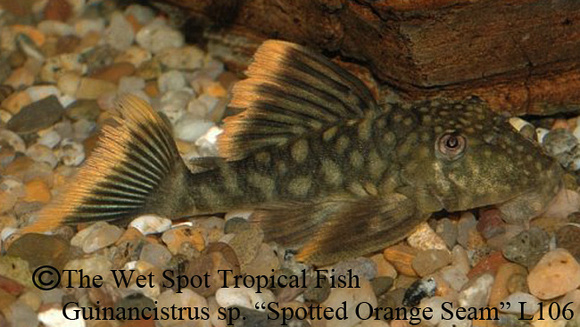 Guinancistrus sp. - Spotted Orange Seam