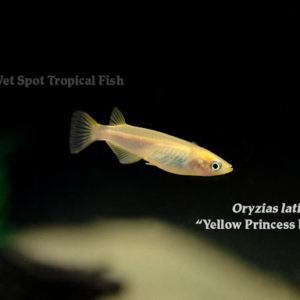 Oryzias latipes - Yellow Princess Killifish