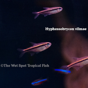 Hyphessobrycon vilmae