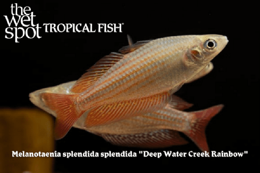 Melanotaenia splendida splendida - Deep Water Creek Rainbow Fish