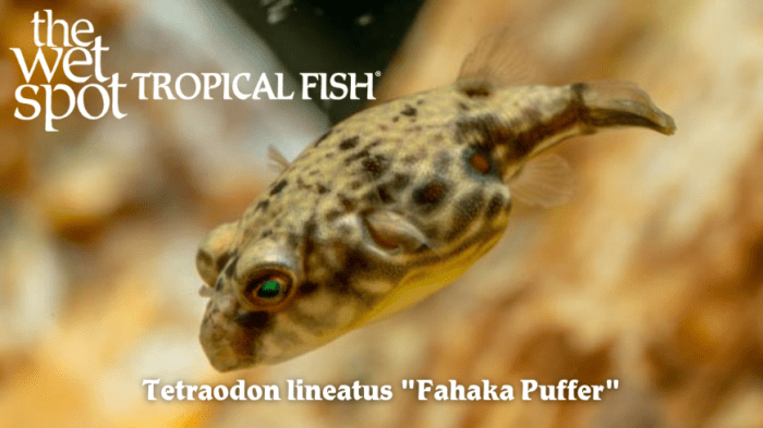 Tetraodon lineatus - Fahaka Puffer Fish