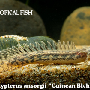 Polypterus ansorgii - Guinean Bichir Fish