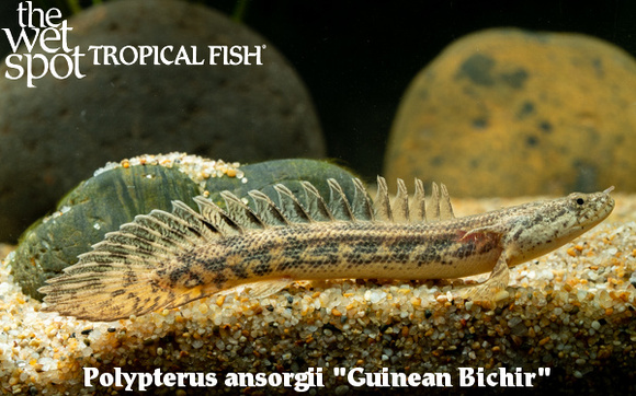 Polypterus ansorgii - Guinean Bichir Fish