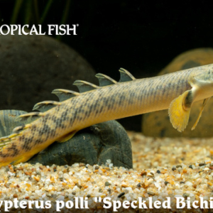 Polypterus polli - Speckled Bichir Fish