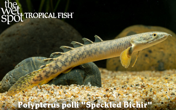 Polypterus polli - Speckled Bichir Fish