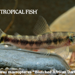 Nannocharax macropterus - Blotched African Darter Tetra Fish